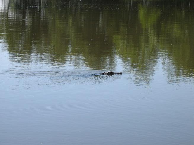 Alligator in the canal