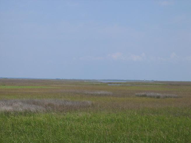 Marsh In Cocodrie